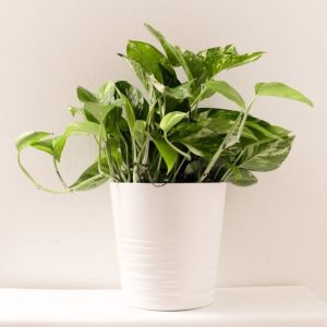 Money Plant for Sale Money Plant